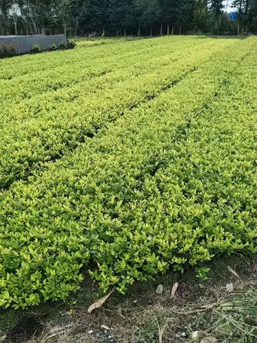5平米阳台园林景观设计经典案例 5平米阳台园林景观设计经典案例