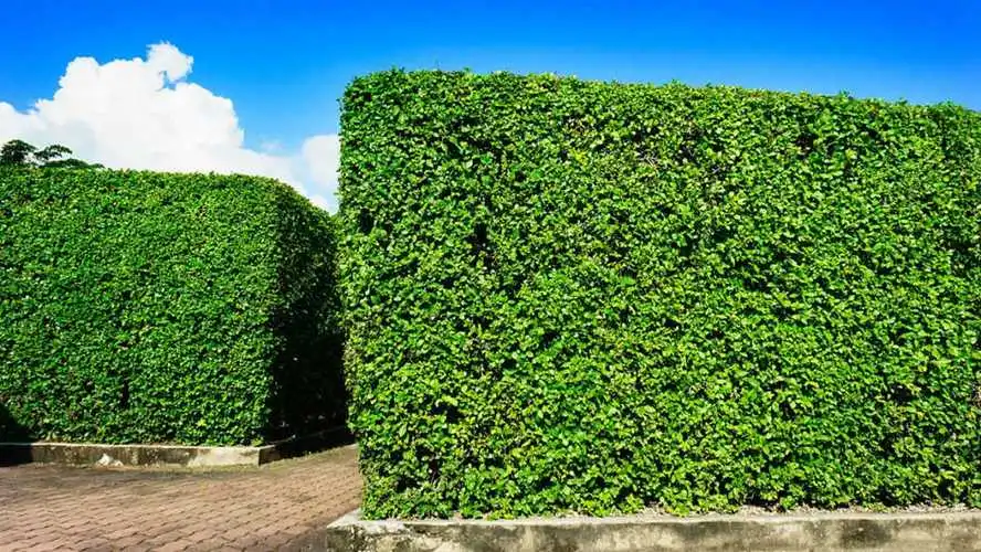 7000平园林景观设计 7000平园林景观设计